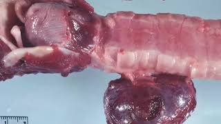 犬大体病理学系统解读：从心血管到泌尿的11系统肉眼病变辨识 封面