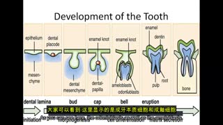 儿童牙科系统课程：从牙齿发育、行为管理到修复正畸与牙髓治疗 封面