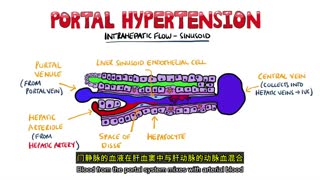 消化系统病生理与临床思维：从门脉高压到IBD 封面